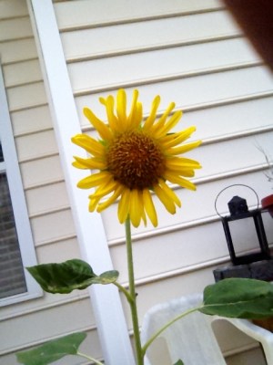The Sunflower Enoch planted as a seed last year!